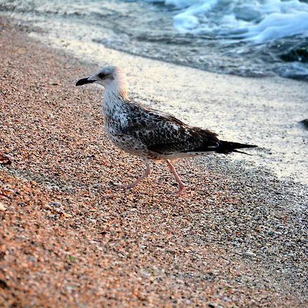 Hotel Vox Maris Grand - Adults Only Costinesti